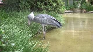 shoebill、ミリーの捕食失敗＠上野ハシビロコウ