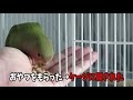 【インコがケージに戻らない？】これだけで簡単に戻るようになります~コザクラインコ・セキセイインコ~budgerigar