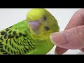 【インコがケージに戻らない？】これだけで簡単に戻るようになります~コザクラインコ・セキセイインコ~budgerigar