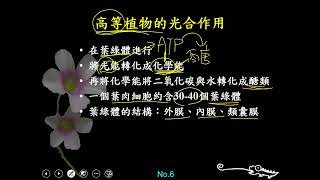 11002選修生物二ch3 2 03高等植物的光合作用 簡介+光合色素與花青素的比較(一恭)