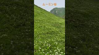 秋田駒ヶ岳のチングルマのお花畑