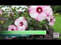 Proven Winners® Gardener Channel: Proven Winners® Must-Have Perennials