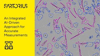 Label-Free Quantification of Cell Growth and Morphology Using AI and Advanced Data Analytics