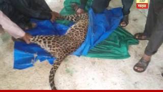 Ahmednagar: leopard resuced by youths report