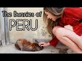 These are the homeless bunnies of Peru