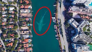 Biggest Deep Sea Creatures Spotted On Google Earth