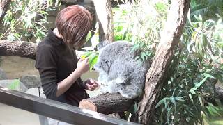 仲良しで だいすきな 飼育員さんにモフモフされて 大喜びな コアラ  KOALA - A Cute Koala Videos And Funny Koala Bear Compilation