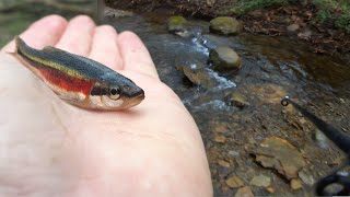 Redside Dace | Rainy Day | Tiny Creek Fishing