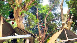 Cưa cây Xoài Siêu To, Siêu Nhánh nằm giữa quán gà đốt Ô Thum. Cưa Cây Kỹ Thuật