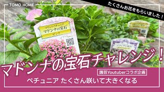 【たくさん咲くペチュニア】マドンナの宝石チャレンジ・コラボ企画【大きく育てよう】