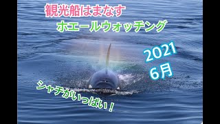 観光船はまなす　2021年6月のシャチ動画