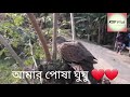 ঘুঘুর বাচ্চা ঘুঘুর বাচ্চা কিভাবে শিকারী করে ঘুঘু পাখি ghughu pakhi