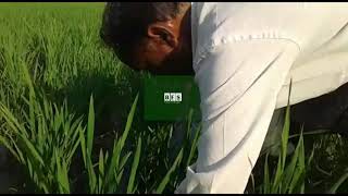 ప్రకృతి వ్యవసాయం లో వరి సాగు /Cultivation of paddy in organic farming