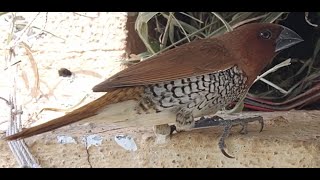 Bird Nest - Scaly Breasted Munia