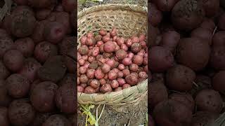 Potatoes Harvest 😍