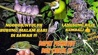 NGOBOR/NYULUH Burung Malam Hari Di Sawah || Sendiri Bikin Ngeri Boss 😱‼️Part 1