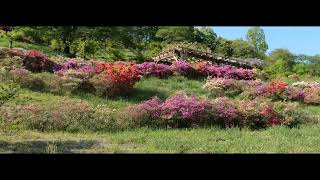 道の駅果樹公園あしがくぼから車で5分のツツジ　あしがくぼ山の花道