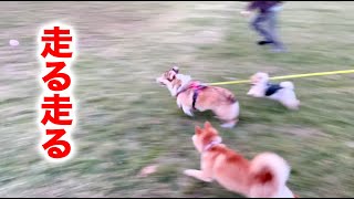 Shiba Inu Kusako, Corgi and Pomeranian Athletic Meet!