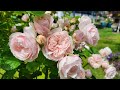 Dylan Rose - A Perfect Rose for Garden & Boutique