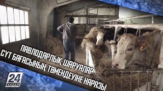 Павлодарлық шаруалар сүт бағасының төмендеуіне наразы