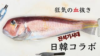 【日韓コラボ】アマダイの血管に管ぶっ刺して醤油流し込んでみた@진석기시대【狂気の血抜き90】