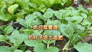 楼顶种菜，奶白菜是可以多茬采收的，种一次能吃上几个月