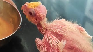 First Time Hand Feeding baby cockatiel || Hand feeding 20 Days Baby Cockatiel