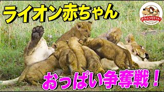 ライオン赤ちゃんのおっぱい争奪戦！群がる子どもたちにママは…？甘えんぼすぎる未来の百獣の王たち【どうぶつ奇想天外／WAKUWAKU】