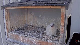 20240714 小拖鞋下午四点才吃到新鲜迷你饭 Yella/Feist：Mom, Dad,I want fresh food.（U of A Peregrine Falcon）