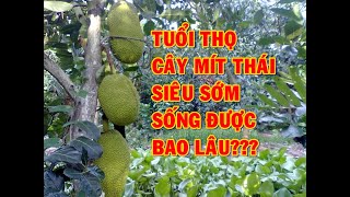 Tuổi thọ cây mít Thái siêu sớm | Mít Thái Siêu Sớm sống được bao lâu??? 5 hay 10 năm? | AHuy Vlogs