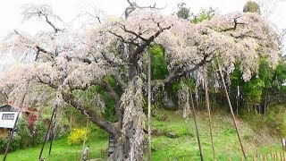 桜咲く頃2018　惜春！紅枝垂れ地蔵桜（郡山市） 2018-4-17