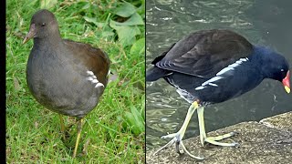 Juvenile Moorhen Looks Nothing Like Its Parent