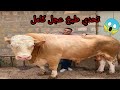 الشيف بوراك Czn burak - تحدي طبخ عجل كامل