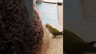 おもちゃで遊ぶコザクラインコ