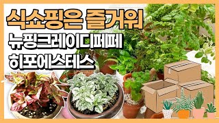 식물쇼핑  쿠팡에서 데려왔어요/뉴핑크레이디페페 /히포에스테스