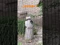 2022年6月11日上野動物園、色んな鳥たち