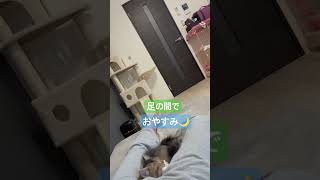 下僕の足の間でおやすみ😴 #ラガマフィン#子猫#猫#cat#猫のいる暮らし#猫のいる生活#可愛い#可愛すぎ#kawaii#もふもふ#モフモフ#長毛猫