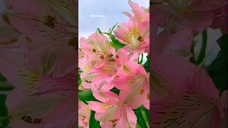 Satisfying and Relaxing, Unwind relaxing #ASMR #flowers garden #beautifulnature #asmrvideo