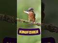 king fisher bird fishing