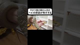 うちで1番の暴れん坊のヘビの世話が怖すぎる#shorts