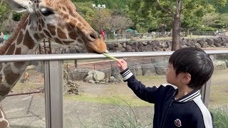 おでかけ 伊豆アニマルキングダムへいったよ！キリンたちにエサをあげよう！ レオスマイル