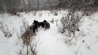 Гуляю в лесу с волками