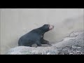 マレーグマのモモコ「出勤風景」＠上野動物園 momoco the sun bear starts her day at ueno zoo