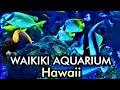 Waikiki Aquarium Oahu Hawaii