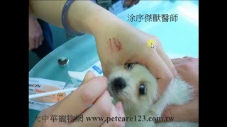 犬瘟熱(基礎篇四)