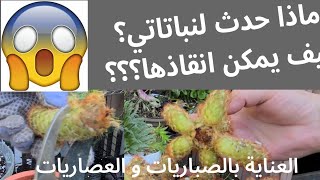 العناية بالعصاريات و الصباريات و انقاذها