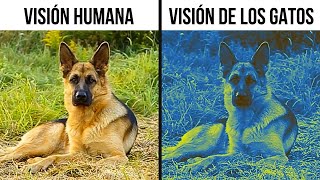 El mundo a través de los ojos de los animales