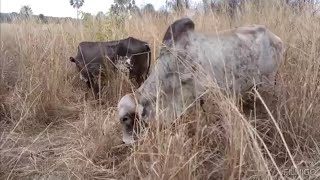 capim Andropogon para vacas leiteira