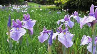 Tokyo Iris garden 東京都・明治神宮のハナショウブ・Meiji Shrine 東京観光 花の名所案内