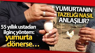 Yumurtanın Bozuk Olduğu Nasıl Anlaşılır? 55 Yıllık Ustadan Görülmemiş Yöntem: Yumurta Dönerse...